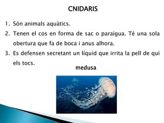 CNIDARIS
1. Són animals aquàtics.
2. Tenen el cos en forma de sac o paraigua. Té una sola
obertura que fa de boca i anus alhora.
3. Es defensen secretant un líquid que irrita la pell de qui
els tocs.
medusa
 