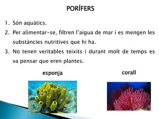 PORÍFERS
1. Són aquàtics.
2. Per alimentar-se, filtren l’aigua de mar i es mengen les
substàncies nutritives que hi ha.
3. No tenen veritables teixits i durant molt de temps es
va pensar que eren plantes.
esponja corall
 