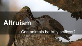Can animals be truly selfless?
Altruism
 