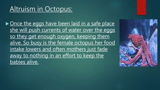 Altruism in Octopus:
 Once the eggs have been laid in a safe place
she will push currents of water over the eggs
so they get enough oxygen, keeping them
alive. So busy is the female octopus her food
intake lowers and often mothers just fade
away to nothing in an effort to keep the
babies alive.
 