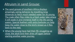 Altruism in sand Grouse:
 The sand grouse of southern Africa displays
amazingly caring behavior by travelling long
distances to fetch much needed water for its young.
The male often flies miles to a fresh water lake where
it will wade in and immerse itself in the life saving
waters. Special feathers with extra barbules on help
keep the water close to the bird's breast as it flies
back to the nest.
 When the young have had their fill, snuggling up
close, the adult bird then dries off again before
starting another water journey.
 