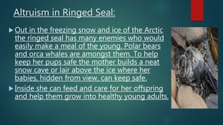 Altruism in Ringed Seal:
 Out in the freezing snow and ice of the Arctic
the ringed seal has many enemies who would
easily make a meal of the young. Polar bears
and orca whales are amongst them. To help
keep her pups safe the mother builds a neat
snow cave or lair above the ice where her
babies, hidden from view, can keep safe.
 Inside she can feed and care for her offspring
and help them grow into healthy young adults.
 