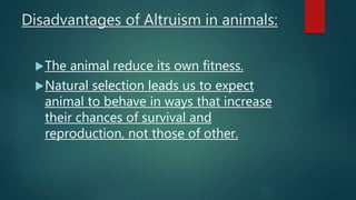 Disadvantages of Altruism in animals:
The animal reduce its own fitness.
Natural selection leads us to expect
animal to behave in ways that increase
their chances of survival and
reproduction, not those of other.
 