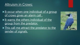 Altruism in Crows:
It occur when one individual of a group
of crows gives an alarm call .
It warns the others individual of the
group from the predator.
This call me attract the predator to the
sender of signals.
 