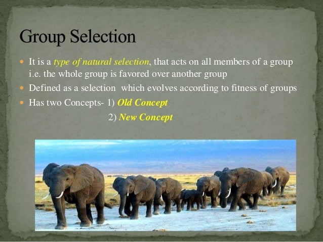 altruism and group behaviour The paradox of altruism why would natural selection favor a behavior that made us less likely to survive there have been nasty denunciations in the press and signed group letters in prestigious journals some have hinted that wilson, who is eighty-three, should retire. altruism and group behaviour The paradox of altruism why would natural selection favor a behavior that made us less likely to survive there have been nasty denunciations in the press and signed group letters in prestigious journals some have hinted that wilson, who is eighty-three, should retire.