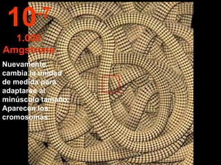 Nuevamente cambia la unidad de medida para adaptarse al minúsculo tamaño.  Aparecen los cromosomas. 10 -7 1.000 Amgstrons 