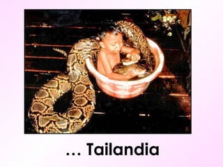 …  Tailandia 