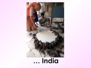 …  India 