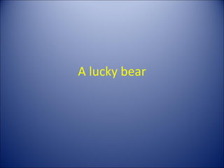 A lucky bear 