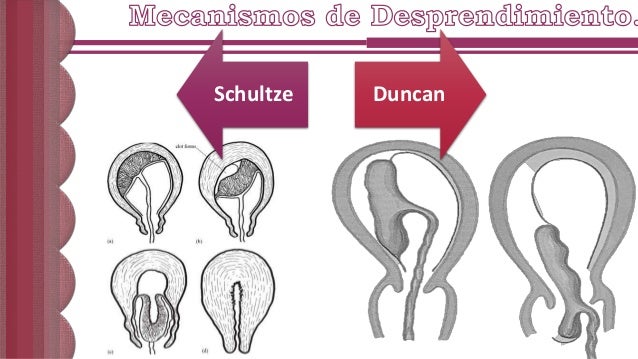Alumbramiento Fisiologico y Patologico