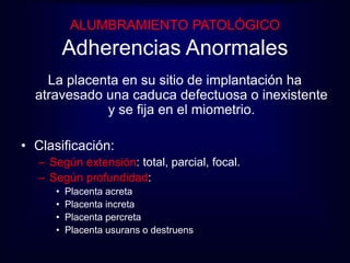 ALUMBRAMIENTO PATOLÓGICO 
Adherencias Anormales 
La placenta en su sitio de implantación ha 
atravesado una caduca defectuosa o inexistente 
y se fija en el miometrio. 
• Clasificación: 
– Según extensión: total, parcial, focal. 
– Según profundidad: 
• Placenta acreta 
• Placenta increta 
• Placenta percreta 
• Placenta usurans o destruens 
 