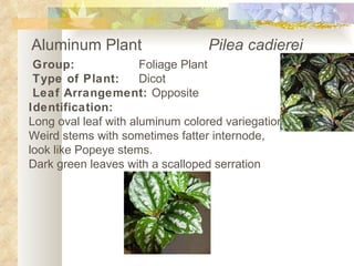 Aluminum Plant Pilea cadierei Group: Foliage Plant Type of Plant: Dicot Leaf Arrangement:  Opposite   Identification: Long oval leaf with aluminum colored variegation Weird stems with sometimes fatter internode, look like Popeye stems. Dark green leaves with a scalloped serration 