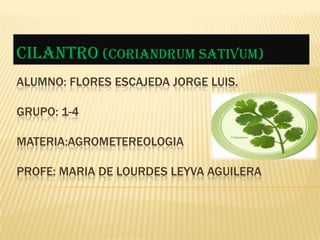 CILANTRO (CORIANDRUM SATIVUM)
ALUMNO: FLORES ESCAJEDA JORGE LUIS.
GRUPO: 1-4
MATERIA:AGROMETEREOLOGIA

PROFE: MARIA DE LOURDES LEYVA AGUILERA

 