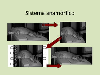 Sistema anamórfico

 