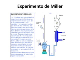 Experimento de Miller
 