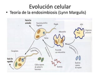 Evolución celular
• Teoría de la endosimbiosis (Lynn Margulis)
 