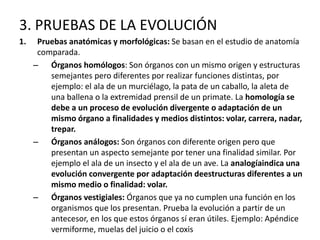 3. PRUEBAS DE LA EVOLUCIÓN
1. Pruebas anatómicas y morfológicas: Se basan en el estudio de anatomía
comparada.
– Órganos homólogos: Son órganos con un mismo origen y estructuras
semejantes pero diferentes por realizar funciones distintas, por
ejemplo: el ala de un murciélago, la pata de un caballo, la aleta de
una ballena o la extremidad prensil de un primate. La homología se
debe a un proceso de evolución divergente o adaptación de un
mismo órgano a finalidades y medios distintos: volar, carrera, nadar,
trepar.
– Órganos análogos: Son órganos con diferente origen pero que
presentan un aspecto semejante por tener una finalidad similar. Por
ejemplo el ala de un insecto y el ala de un ave. La analogíaindica una
evolución convergente por adaptación deestructuras diferentes a un
mismo medio o finalidad: volar.
– Órganos vestigiales: Órganos que ya no cumplen una función en los
organismos que los presentan. Prueba la evolución a partir de un
antecesor, en los que estos órganos sí eran útiles. Ejemplo: Apéndice
vermiforme, muelas del juicio o el coxis
 