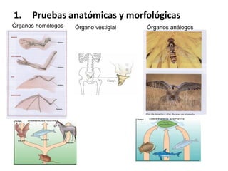 1. Pruebas anatómicas y morfológicas
Órganos homólogos Órganos análogosÓrgano vestigial
 