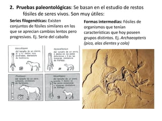 2. Pruebas paleontológicas: Se basan en el estudio de restos
fósiles de seres vivos. Son muy útiles:
Series filogenéticas: Existen
conjuntos de fósiles similares en los
que se aprecian cambios lentos pero
progresivos. Ej. Serie del caballo
Formas intermedias: Fósiles de
organismos que tenían
características que hoy poseen
grupos distintos. Ej. Archaeopteris
(pico, alas dientes y cola)
 