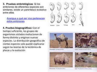 4. Pruebas biogeográficas: Con el
tiempo suficiente, los grupos de
organismos aislados evolucionan de
forma distinta y originan nuevas
especies. La distribución geográfica de
ciertas especies solo puede explicarse
según las teorías de la tectónica de
placas y la evolución
3. Pruebas embriológicas: Si los
embriones de diferentes especies son
similares, existe un parentesco evolutivo
entre ellas
Averigua a qué ser vivo pertenecen
estos embriones
 