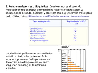 5. Pruebas moleculares o bioquímicas: Cuanto mayor es el parecido
molecular entre dos grupos de organismos mayor es su parentesco. La
secuenciación de ácidos nucleicos y proteínas son muy útiles y las más usadas
en los últimos años.
Las similitudes y diferencias se manifiestan
también a nivel de las proteínas. En la
tabla se expresan en tanto por ciento las
diferencias entre las proteínas del suero
sanguíneo humano y el de diferentes
animales.
 