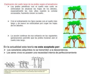 En la actualidad esta teoría no esta aceptada por:
 Los caracteres adquiridos no se transmiten a la descendencia.
 Los seres vivos no poseen una necesidad interna de perfeccionamiento
 