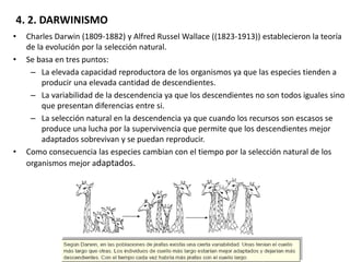 4. 2. DARWINISMO
• Charles Darwin (1809-1882) y Alfred Russel Wallace ((1823-1913)) establecieron la teoría
de la evolución por la selección natural.
• Se basa en tres puntos:
– La elevada capacidad reproductora de los organismos ya que las especies tienden a
producir una elevada cantidad de descendientes.
– La variabilidad de la descendencia ya que los descendientes no son todos iguales sino
que presentan diferencias entre si.
– La selección natural en la descendencia ya que cuando los recursos son escasos se
produce una lucha por la supervivencia que permite que los descendientes mejor
adaptados sobrevivan y se puedan reproducir.
• Como consecuencia las especies cambian con el tiempo por la selección natural de los
organismos mejor adaptados.
 