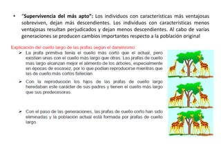 • “Supervivencia del más apto”: Los individuos con características más ventajosas
sobreviven, dejan más descendientes. Los individuos con características menos
ventajosas resultan perjudicados y dejan menos descendientes. Al cabo de varías
generaciones se producen cambios importantes respecto a la población original
 