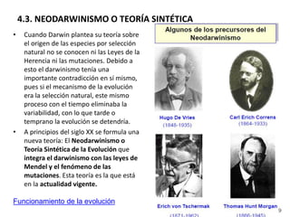 4.3. NEODARWINISMO O TEORÍA SINTÉTICA
• Cuando Darwin plantea su teoría sobre
el origen de las especies por selección
natural no se conocen ni las Leyes de la
Herencia ni las mutaciones. Debido a
esto el darwinismo tenía una
importante contradicción en sí mismo,
pues si el mecanismo de la evolución
era la selección natural, este mismo
proceso con el tiempo eliminaba la
variabilidad, con lo que tarde o
temprano la evolución se detendría.
• A principios del siglo XX se formula una
nueva teoría: El Neodarwinismo o
Teoría Sintética de la Evolución que
integra el darwinismo con las leyes de
Mendel y el fenómeno de las
mutaciones. Esta teoría es la que está
en la actualidad vigente.
Funcionamiento de la evolución
 