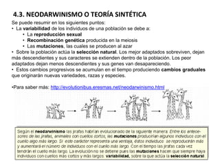 4.3. NEODARWINISMO O TEORÍA SINTÉTICA
Se puede resumir en los siguientes puntos:
• La variabilidad de los individuos de una población se debe a:
• La reproducción sexual
• Recombinación genética producida en la meiosis
• Las mutaciones, las cuales se producen al azar
• Sobre la población actúa la selección natural. Los mejor adaptados sobreviven, dejan
más descendientes y sus caracteres se extienden dentro de la población. Los peor
adaptados dejan menos descendientes y sus genes van desapareciendo.
• Estos cambios progresivos se acumulan en el tiempo produciendo cambios graduales
que originarán nuevas variedades, razas y especies.
•Para saber más: http://evolutionibus.eresmas.net/neodarwinismo.html
 
