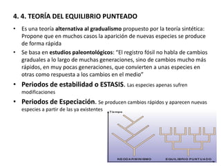 4. 4. TEORÍA DEL EQUILIBRIO PUNTEADO
• Es una teoría alternativa al gradualismo propuesto por la teoría sintética:
Propone que en muchos casos la aparición de nuevas especies se produce
de forma rápida
• Se basa en estudios paleontológicos: “El registro fósil no habla de cambios
graduales a lo largo de muchas generaciones, sino de cambios mucho más
rápidos, en muy pocas generaciones, que convierten a unas especies en
otras como respuesta a los cambios en el medio”
• Periodos de estabilidad o ESTASIS. Las especies apenas sufren
modificaciones
• Periodos de Especiación. Se producen cambios rápidos y aparecen nuevas
especies a partir de las ya existentes
 
