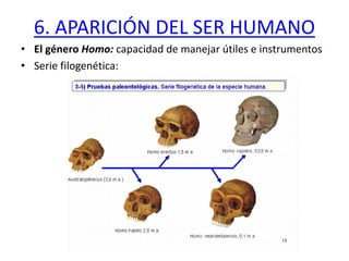 6. APARICIÓN DEL SER HUMANO
• El género Homo: capacidad de manejar útiles e instrumentos
• Serie filogenética:
 
