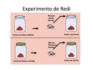Experimento de Redi
 