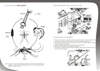 CICLO BIOLÓGICO DE AEDES AEGYPTI
Fuente: Litting, K.S., and H.D. Pratt. Biology and Habitats of the Yellow Fever Mosquito Aede
aegypti. U.S. Department of Health & Human Services, Centers for Disease Control,
Atrlanta, Georgia. p.5, 1965
POSIBLES CRIADEROS FUERA Y DENTRO DE LA CASA
¿ CÓMO ELIMINAR LOS CRIADEROS ?
! Mantén bien tapados los recipientes donde se almacene agua o los que eventualmente
pueden almacenar agua de lluvia. Llénalos con material y revísalos periódicamente.
! Llena de tierra o arena los floreros, las macetas y otros adornos del hogar, lugares de trabajo,
centros de estudios o cementerios.
! Agujerea, elimina o guarda en lugar cubierto latas o envases plásticos.
! Rompe y desecha o guarda boca abajo botellas y bidones.
! Perfora huecos, guarda a cubierto, entierra o enjuaga las cubiertas de los parques de los niños,
para que no se acumule agua.
 