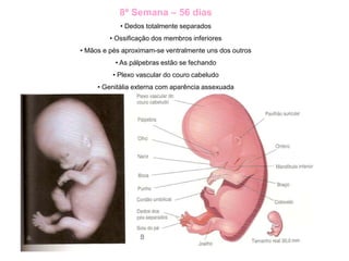 8ª Semana – 56 dias
• Dedos totalmente separados
• Ossificação dos membros inferiores
• Mãos e pés aproximam-se ventralmente uns dos outros
• As pálpebras estão se fechando
• Plexo vascular do couro cabeludo
• Genitália externa com aparência assexuada
 