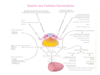 Destino dos Folhetos Germinativos
 