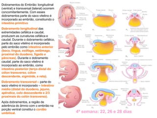 Dobramentos do Embrião: longitudinal
(ventral) e transversal (lateral) ocorrem
concomitantemente. Com esses
dobramentos parte do saco vitelino é
incorporado ao embrião, constituindo o
intestino primitivo
Dobramento longitudinal das
extremidades cefálica e caudal,
produzem as curvaturas cefálica e
caudal. Durante o dobramento cefálico,
parte do saco vitelino é incorporado
pelo embrião como intestino anterior
(boca, língua, esôfago, estômago,
proximal do duodeno, fígado e
pâncreas). Durante o dobramento
caudal, parte do saco vitelino é
incorporado ao embrião, como
intestino posterior (terço distal do
cólon transverso, cólon
descendente, sigmóide, e reto).
Dobramento transversal – parte do
saco vitelino é incorporado – intestino
médio (distal do duodeno, jejuno,
apêndice, colo descendente e 2/3
proximais do colón transverso).
Após dobramentos, a região de
aderência do âmnio com o embrião na
porção ventral constitui o cordão
umbilical. 4ª semana: 22, 26 e 28 dias
 