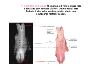 4ª semana (22 dias)- O embrião (3,0 mm) é quase reto
e achatado com somitos visíveis. O tubo neural está
fechado à altura dos somitos, porém aberto nos
neuroporos rostral e caudal.
 