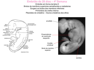Embrião de 28 dias – 4ª Semana
Embrião em forma da letra C
Brotos de membros superiores semelhantes a nadadeiras
Surgem os brotos dos membros inferiores
Primórdios da orelha interna
Placóides do cristalino – futuros cristalinos dos olhos
encéfalo
Proeminência
do ventrículo
esquerdo
Broto de membro
superior
Cordão
umbilical
somitos
 