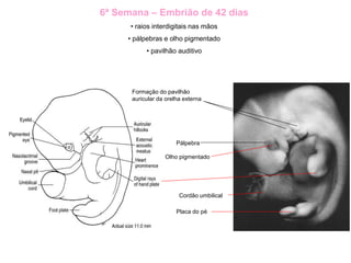 6ª Semana – Embrião de 42 dias
• raios interdigitais nas mãos
• pálpebras e olho pigmentado
• pavilhão auditivo
Formação do pavilhão
auricular da orelha externa
Placa do pé
Olho pigmentado
Pálpebra
Cordão umbilical
 