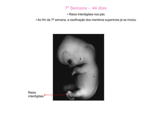 7ª Semana - 44 dias
• Raios interdigitais nos pés
• Ao fim da 7ª semana, a ossificação dos membros superiores já se iniciou
Raios
interdigitais
 