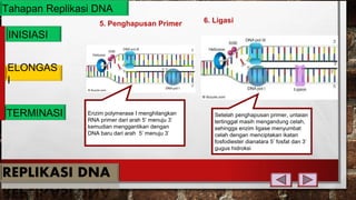 Tahapan Replikasi DNA
6. Ligasi5. Penghapusan Primer
INISIASI
ELONGAS
I
TERMINASI Setelah penghapusan primer, untaian
tertinggal masih mengandung celah,
sehingga enzim ligase menyumbat
celah dengan menciptakan ikatan
fosfodiester dianatara 5’ fosfat dan 3’
gugus hidroksi
Enzim polymerase I menghilangkan
RNA primer dari arah 5’ menuju 3’
kemudian menggantikan dengan
DNA baru dari arah 5’ menuju 3’
 