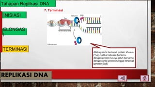 Tahapan Replikasi DNA
7. Terminasi
INISIASI
ELONGAS
I
TERMINASI
ditahap akhir terdapat protein khusus
(Tus), ketika helicase bertemu
dengan protein tus iya jatuh bersama
dengan untai protein tunggal terdekat
(protein SSB)
 