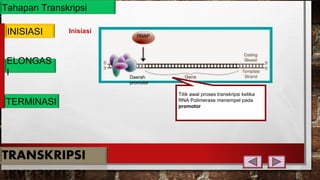 Tahapan Transkripsi
INISIASI
ELONGAS
I
TERMINASI
Inisiasi
Titik awal proses transkripsi ketika
RNA Polimerase menempel pada
promotor
Daerah
promotor
 