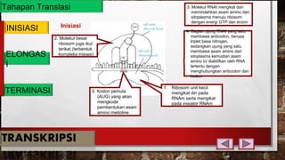 Tahapan Translasi
INISIASI
ELONGAS
I
TERMINASI
Inisiasi
1. Ribosom unit kecil
mengikat diri pada
RNAm serta mengikat
pada inisiator RNAm
2. Molekul besar
ribosom juga ikut
terikat (terbentuk
kompleks inisiasi)
3. Molekul RNAt mengikat dan
memindahkan asam amino dari
sitoplasma menuju ribosom
dengan energi GTP dan enzim
4. Bagian ujung RNAt yang satu
membawa anticodon, berupa
triplet basa nitrogen,
sedangkan ujung yang satu
membawa asam amino dari
sitoplasma kemudian asam
amino ini diaktifkan oleh RNA
tertentu dengan
menghubungkan anticodon dan
kodon
5. Kodon pemula
(AUG) yang akan
mengkode
pembentukan asam
amino metioline
 