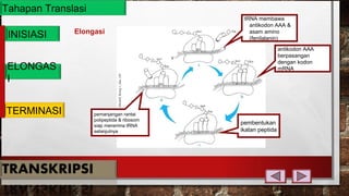 Tahapan Translasi
INISIASI
ELONGAS
I
TERMINASI
Elongasi
tRNA membawa
antikodon AAA &
asam amino
(fenilalanin)
antikodon AAA
berpasangan
dengan kodon
mRNA
pembentukan
ikatan peptida
pemanjangan rantai
polipeptida & ribosom
siap menerima tRNA
selanjutnya
 