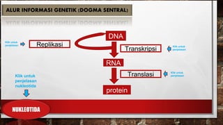 DNA
RNA
protein
Transkripsi
Translasi
Replikasi
Klik untuk
penjelasan
nukleotida
Klik untuk
penjelasan Klik untuk
penjelasan
Klik untuk
penjelasan
 