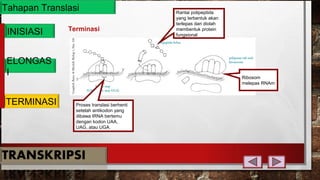 Tahapan Translasi
INISIASI
ELONGAS
I
TERMINASI
Terminasi
Rantai polipeptida
yang terbentuk akan
terlepas dan diolah
membentuk protein
fungsional
Ribosom
melepas RNAm
Proses translasi berhenti
setelah antikodon yang
dibawa tRNA bertemu
dengan kodon UAA,
UAG, atau UGA.
 