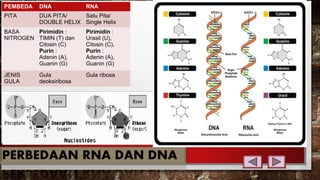 PEMBEDA DNA RNA
PITA DUA PITA/
DOUBLE HELIX
Satu Pita/
Single Helix
BASA
NITROGEN
Pirimidin :
TIMIN (T) dan
Citosin (C)
Purin :
Adenin (A),
Guanin (G)
Pirimidin :
Urasil (U),
Citosin (C),
Purin :
Adenin (A),
Guanin (G)
JENIS
GULA
Gula
deoksiribosa
Gula ribosa
 