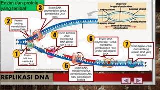 Enzim dan protein
yang terlibat
Enzim
helicase
membuka
untaian DNA
Protein
binding
menstabilkan
untaian DNA
Enzim DNA
polymerase III untuk
pembentuka DNA
baru
Enzim primase
untuk
membentuk
RNA primer
dari 5’ ke 3’’
Enzim DNA
primase III untuk
pembentukan DNA
baru pada bagian
kosong
Enzim DNA
polymerase 1 untuk
membantu
pembuangan RNA
primer dan diganti
DNA
Enzim ligase untuk
menyambung
untaian DNA yang
terputus
22
11
33
44
55
66
77
 